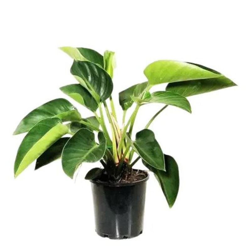 Philodendron Live Plant