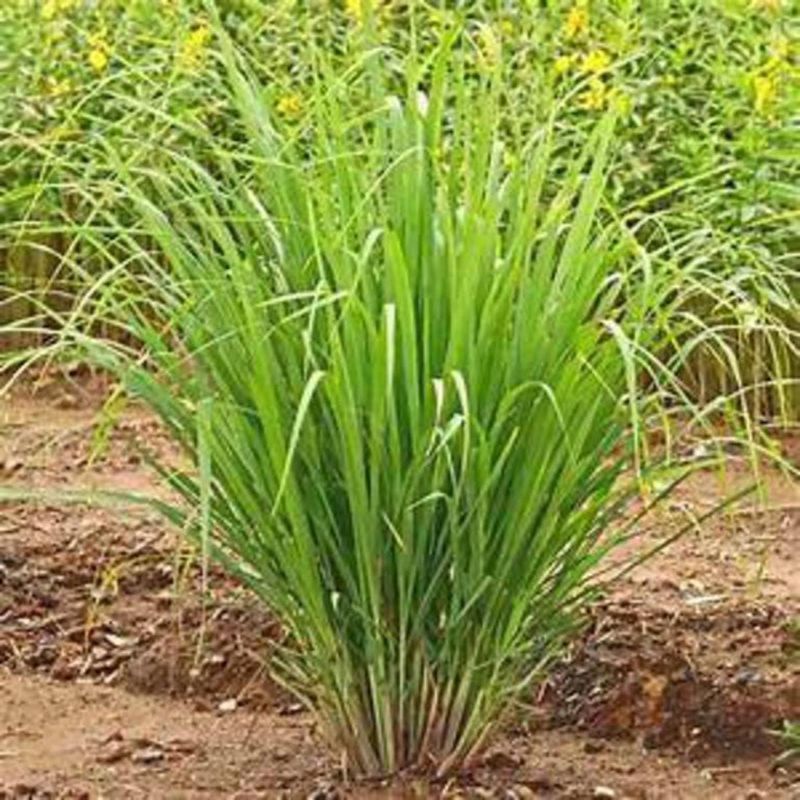 Lemon grass seeds- herb seeds-imported by hk dealer