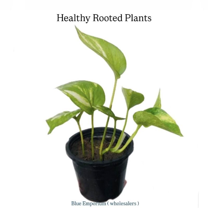 Money Plant Live ( pothos ) - Green live money plant