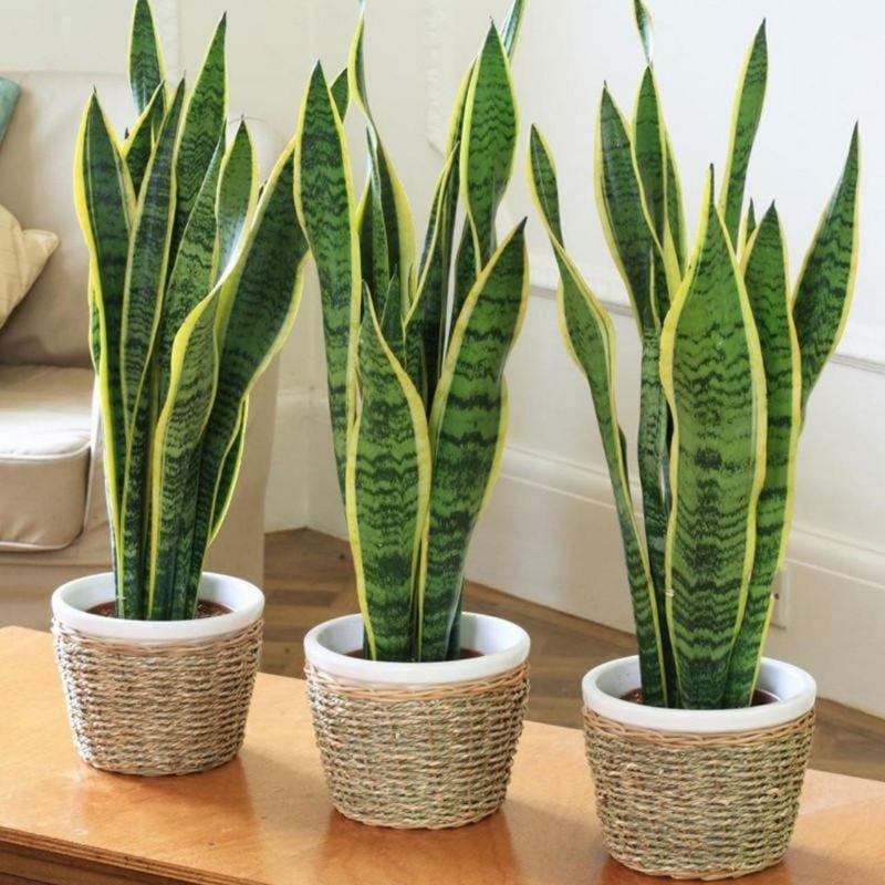 Live Snake Plant (Sansevieria) – Indoor Air Purifier, Low Maintenance Home & Office Plant