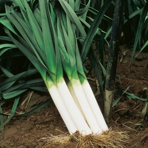 Leek Bartek Herb Seeds