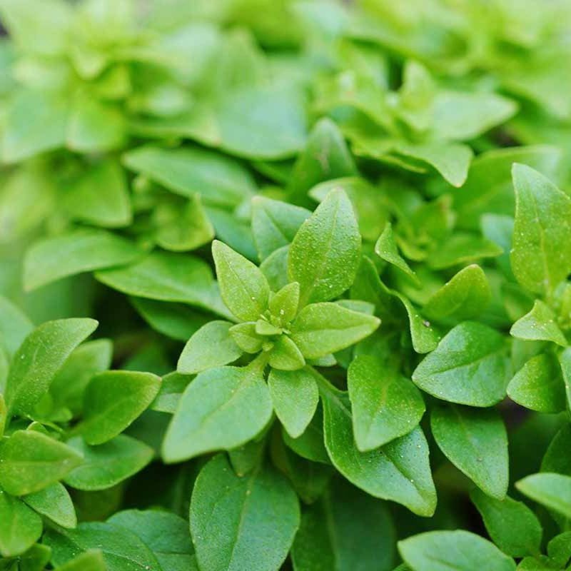 Spicy Globe Bush Niaz Bo Basil Herb Seeds - Home Kitchen Gardening