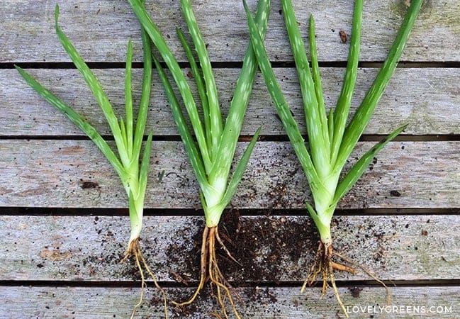 Fresh Aloe Vera Plant with Roots – Small Size