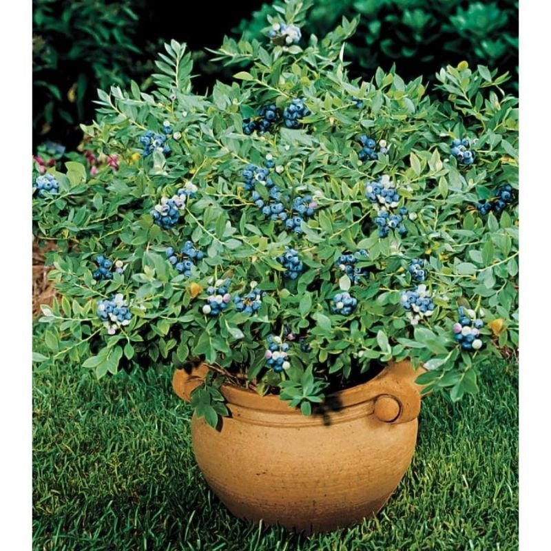 Blueberry Plant Seeds Home Gardening