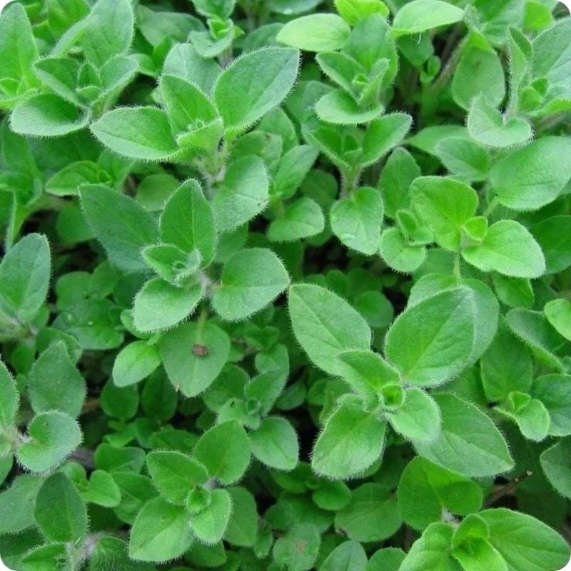 Oregano Herb Seeds Home Kitchen Gardening Seeds