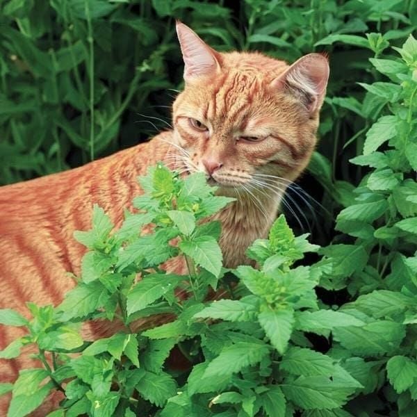 Seeds - Catnip Herb Seeds - Home Kitchen Gardening Flower Seeds