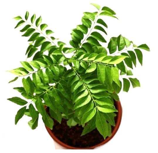Curry leaf plant (Karri Patta) Live Plant