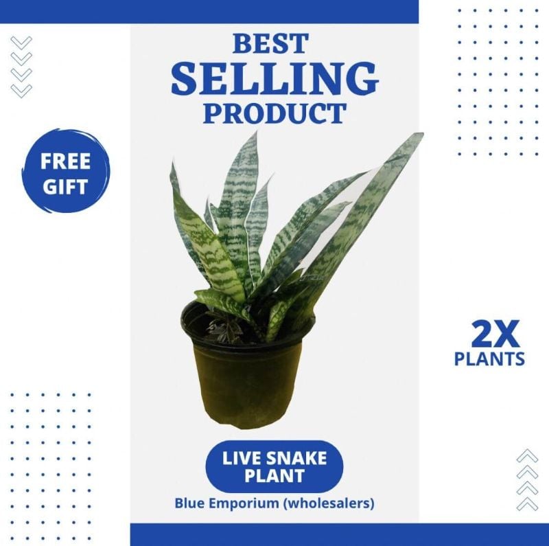2 Big SNAKE PLANT ( Live , Real ) senseveria plant without pot ( SIZE : 1-2 ft ) Lush healthy plant