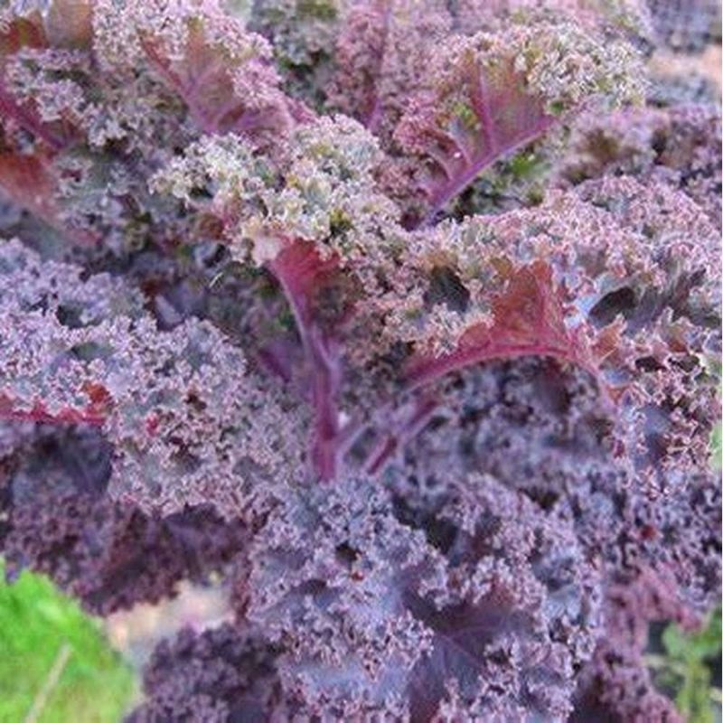 Seeds - Kale Borecole Scarlet Herb Seeds - Home Kitchen Gardening Flower Seeds