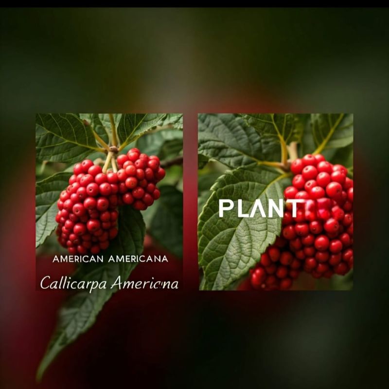 American Beauty Berry Live plant about 2 feet size Best Quality