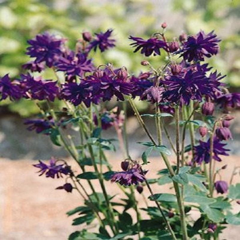Vulgaris Barlow Blue Columbine Flower Seeds