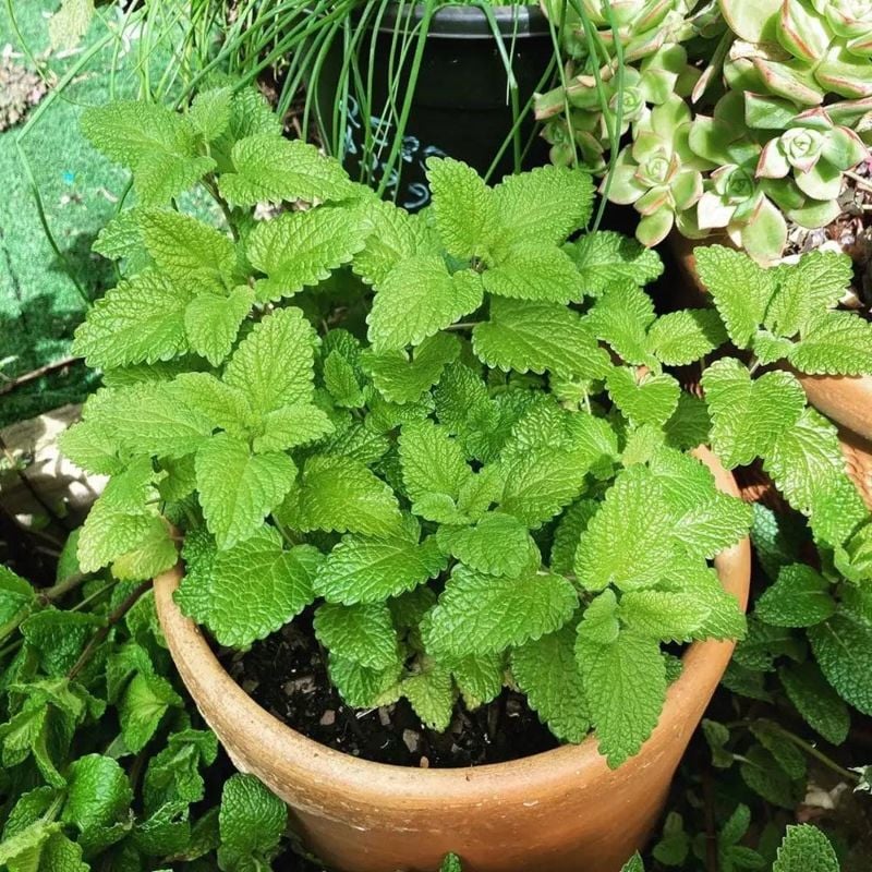Lemon Balm Herb Seeds (Melissa Officinalis) Home Kitchen Gardening Seeds