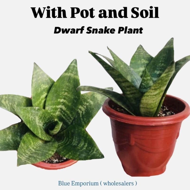 Dwarf Snake Plant live with pot and soil