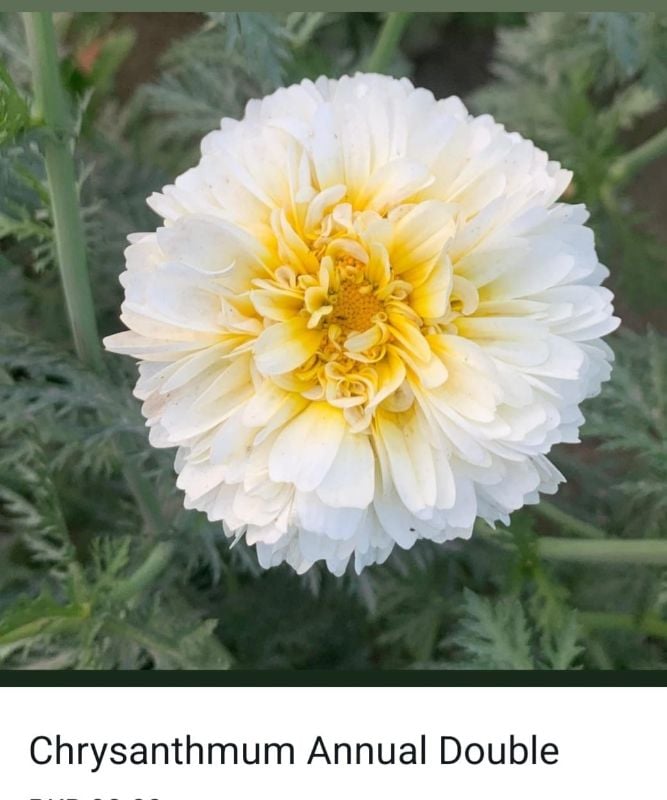 Annual Chrysanthemum Double White