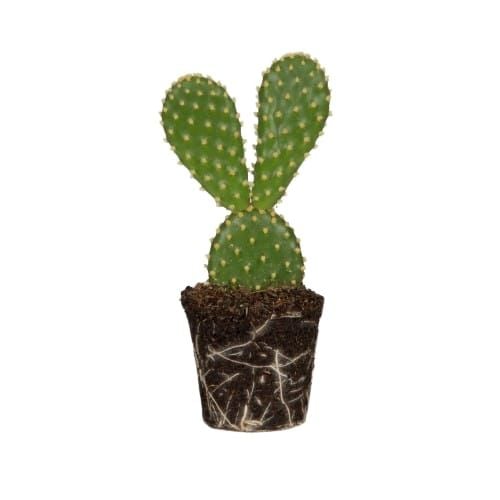 Cactus Plant Live with Pot – Bunny Ear Cactus Plant