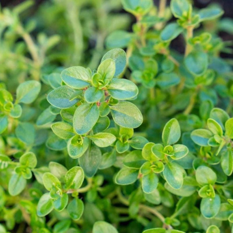 Thyme Herb Seeds Thymus Vulgaris Home Kitchen Gardening Seeds