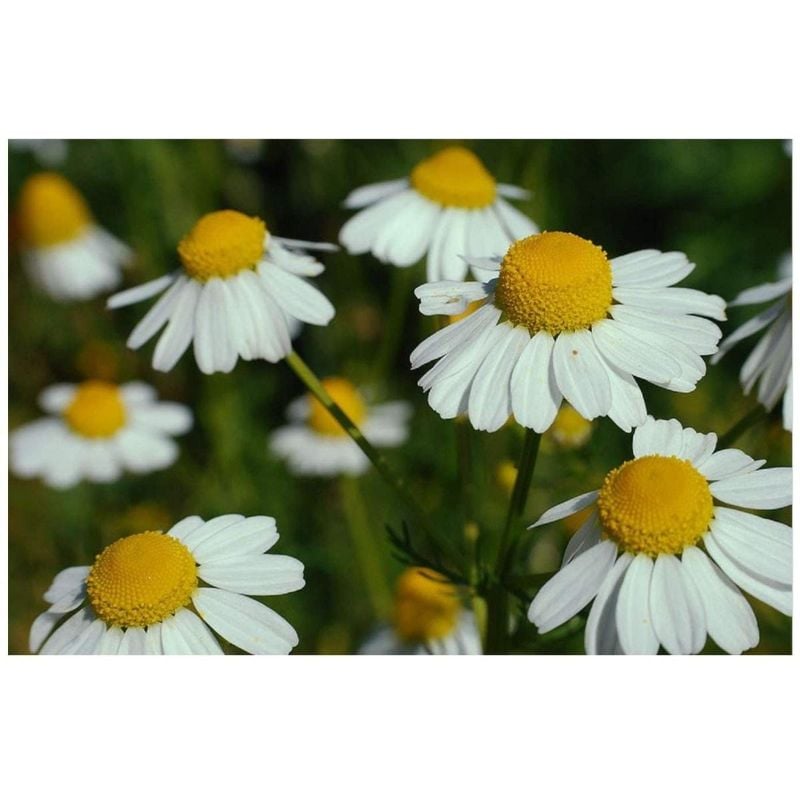 Chamomile Flower Seeds - Used in Herb / Herbal Tea