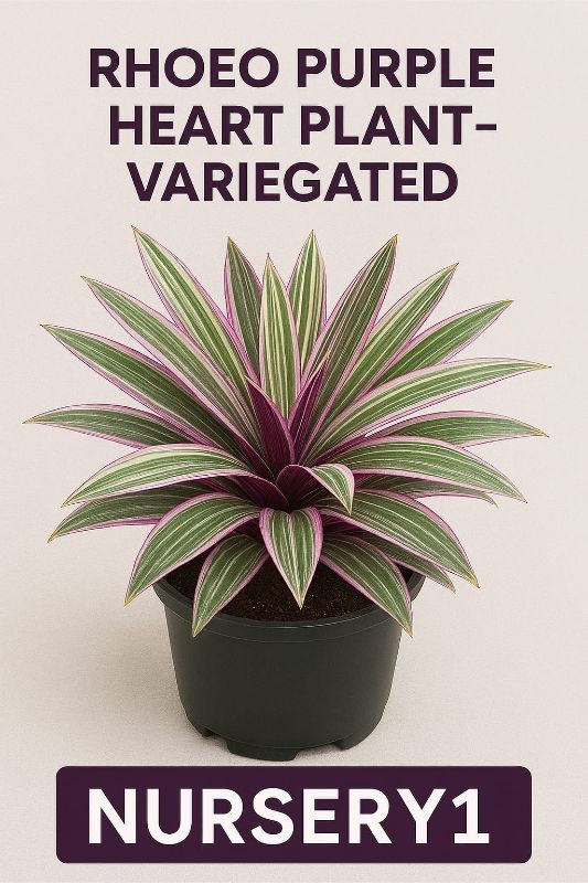 Rhoeo Purple Heart Plant - Varigated Live plant Best Quality about 6 inch in size