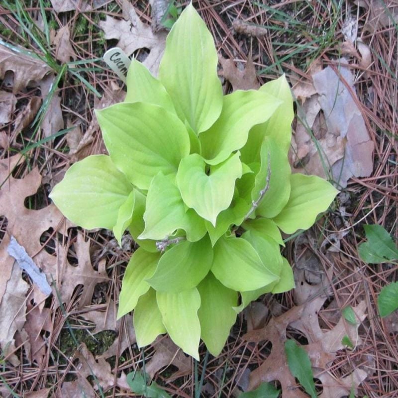 Coconut Custard Hosta Plant Seeds