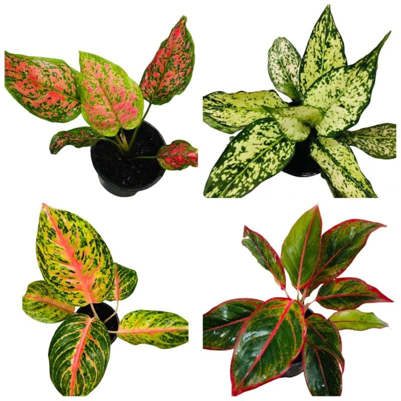 Aglaonema Live Plant | Imported Thai Chinese Evergreen Indoor Plant