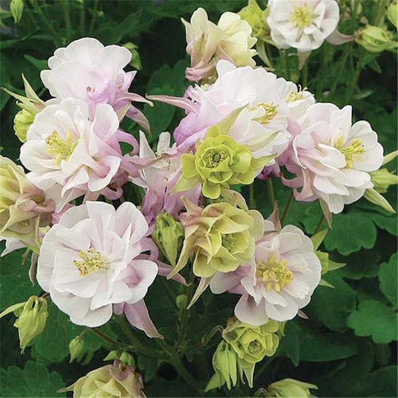 Vulgaris Winky Columbine Flower Seeds
