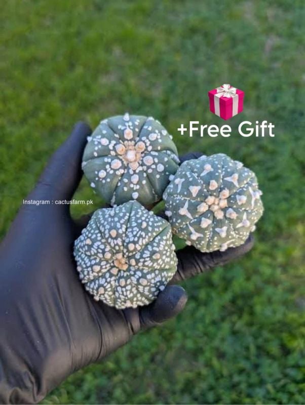 Asteria V-Type Cactus (Live Plant) size 2 to 3 inches