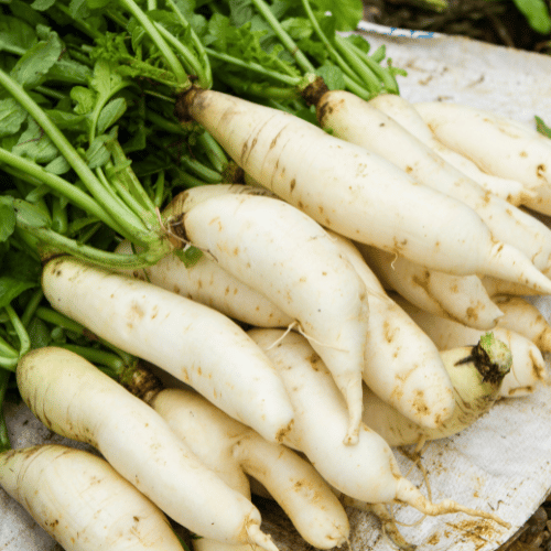 Radish - white