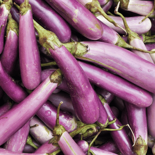 Brinjal Bottle Shape