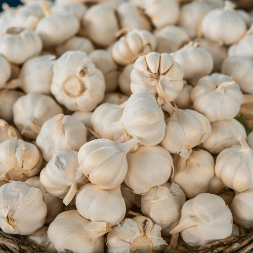 Garlic