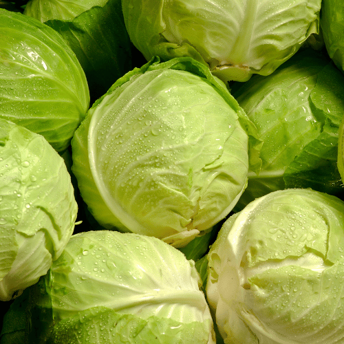 Cabbage