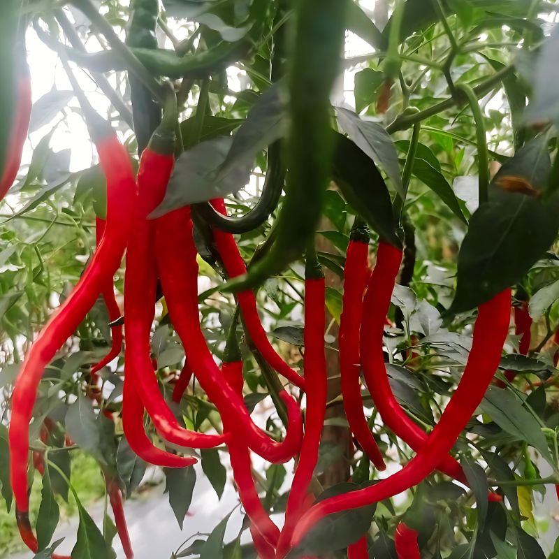 Cabai Keriting Pesona IPB