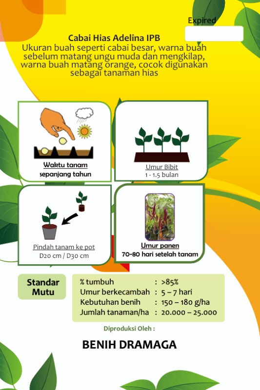 Cabai Hias Adelina IPB