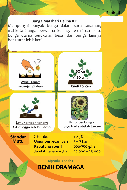 Bunga Matahari Helina