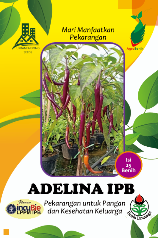Cabai Hias Adelina IPB