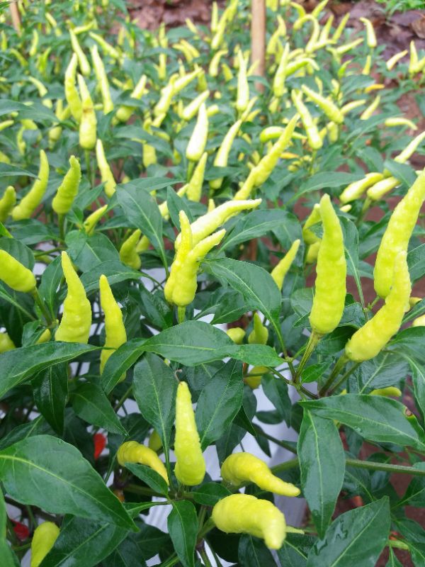 Cabai Rawit Shiara IPB