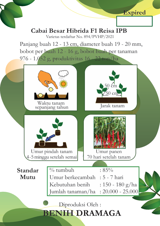 Cabai Besar Hibrida Reisa IPB
