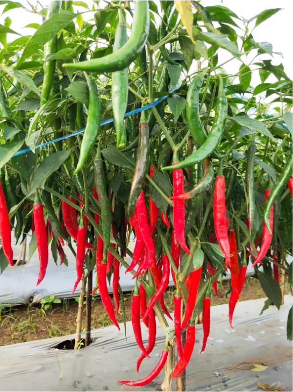 Cabai Besar Hibrida Reisa IPB