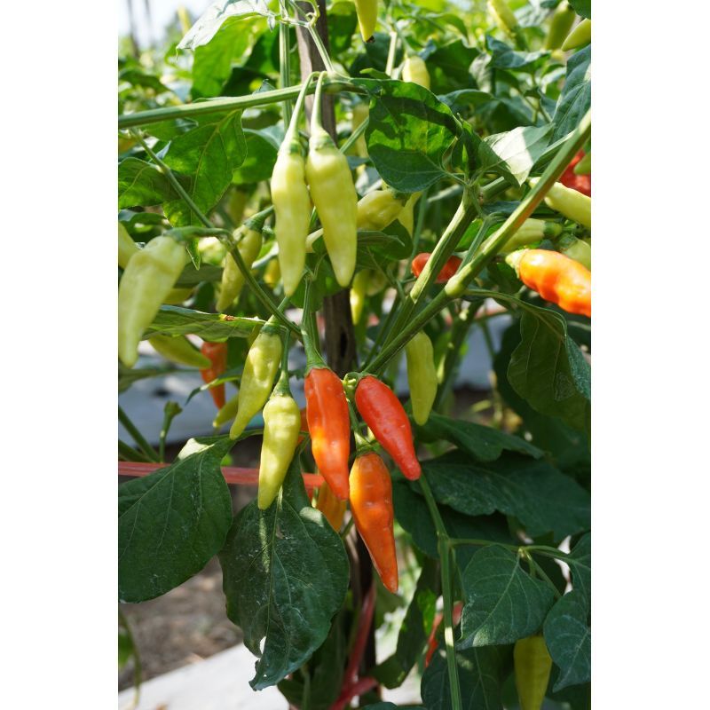 Cabai Rawit Kaliber Super