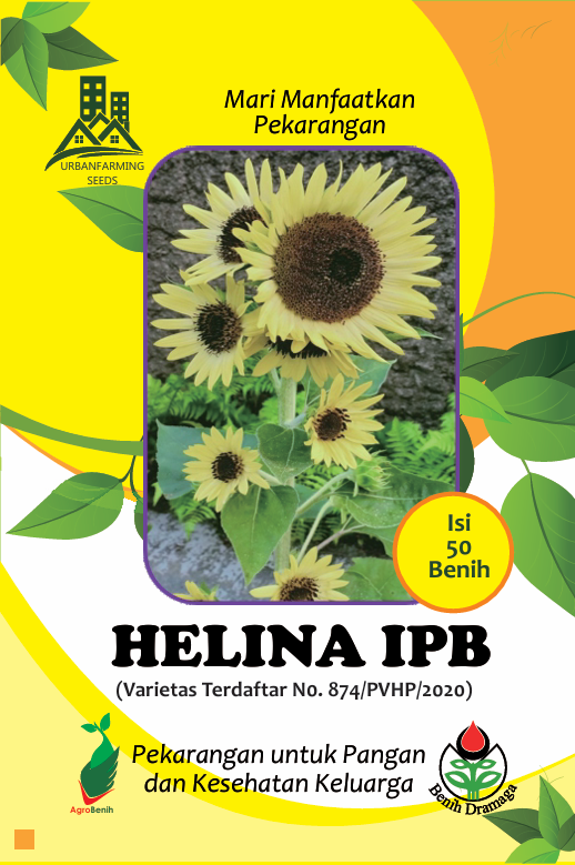 Bunga Matahari Helina