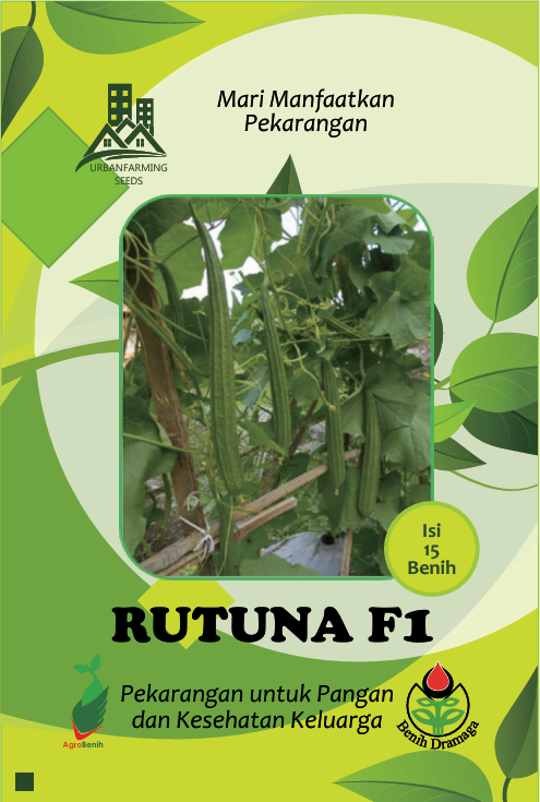 Oyong/ Gambas Hibrida Rutuna