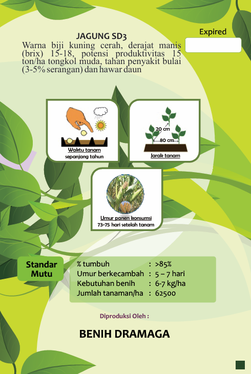 Jagung Manis SD3 IPB