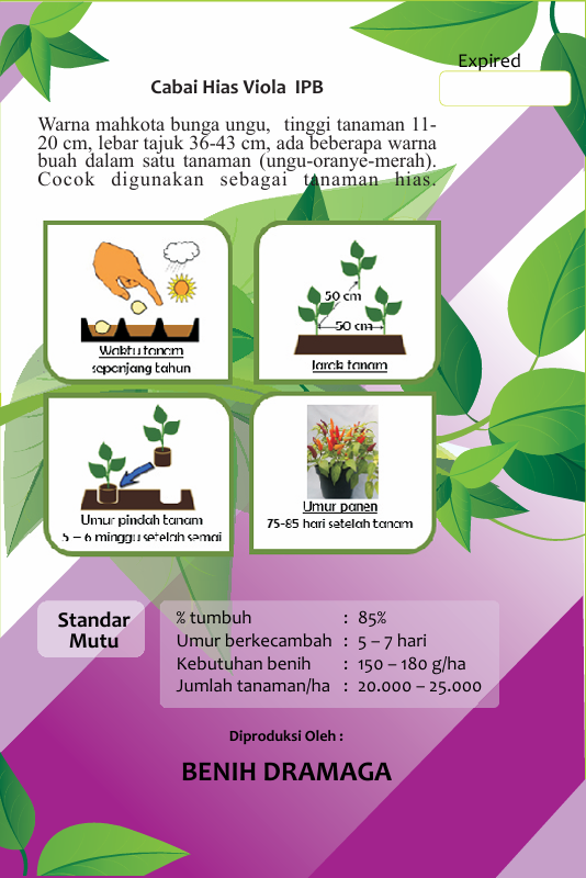 Cabai Hias Viola IPB