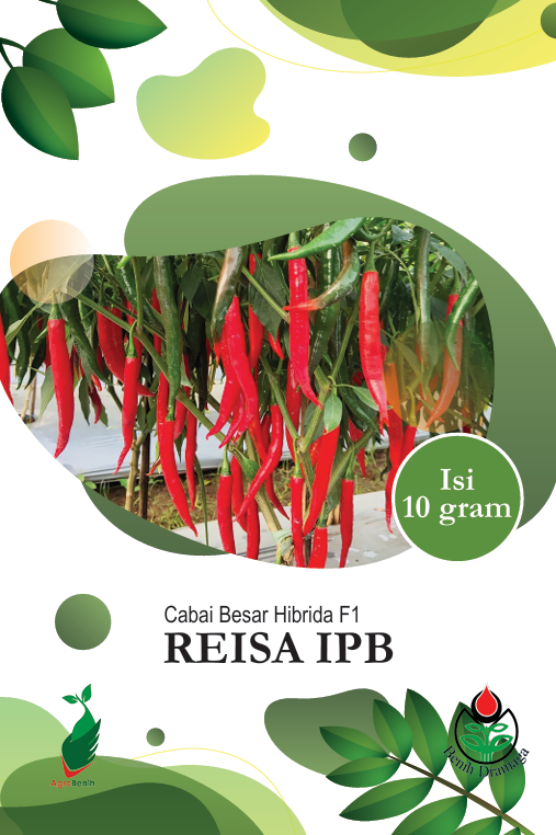 Cabai Besar Hibrida Reisa IPB