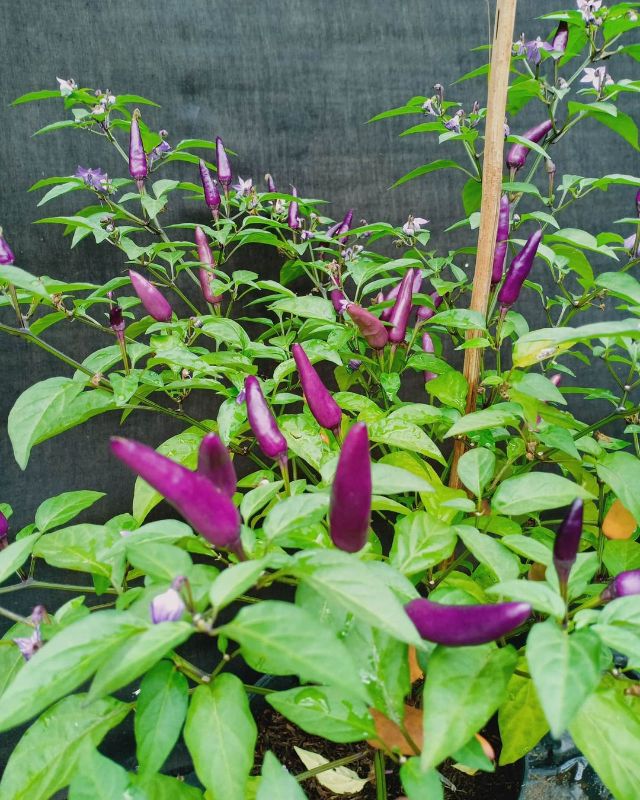 Cabai Hias Viola IPB