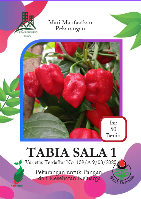 Cabai Super Pedas Tabia Sala 1 IPB