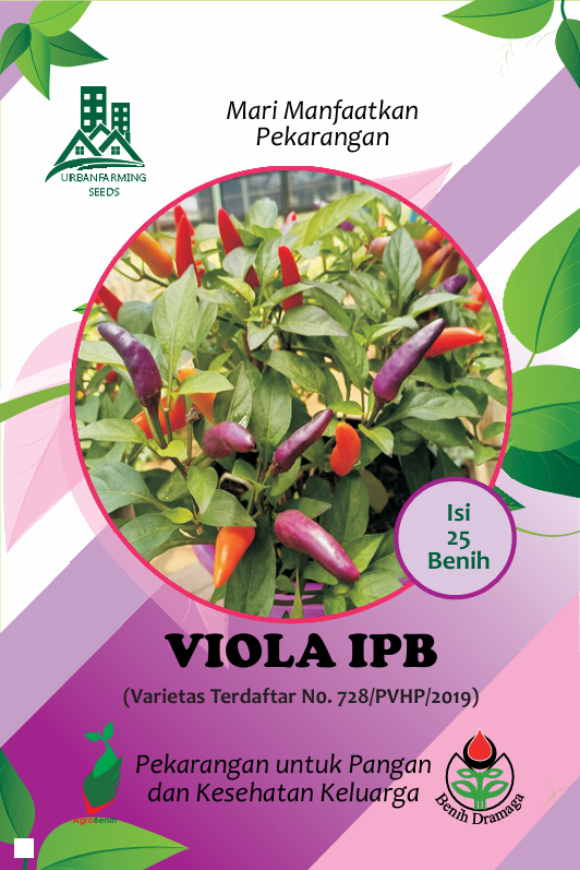 Cabai Hias Viola IPB