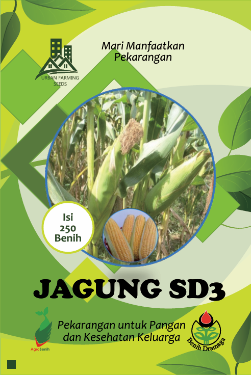 Jagung Manis SD3 IPB