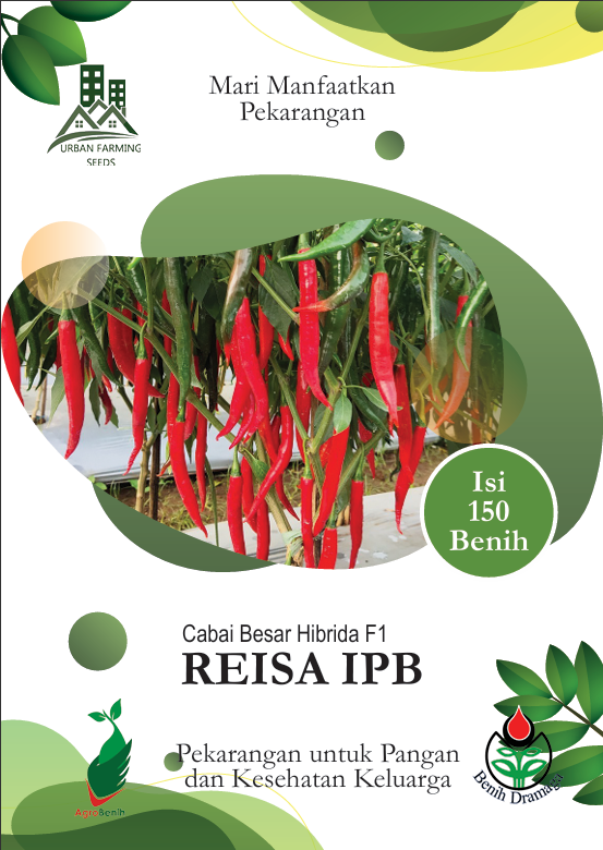 Cabai Besar Hibrida Reisa IPB