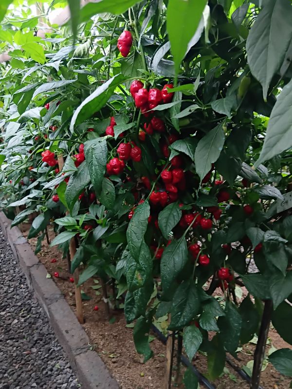 Cabai Super Pedas Tabia Sala 2 IPB