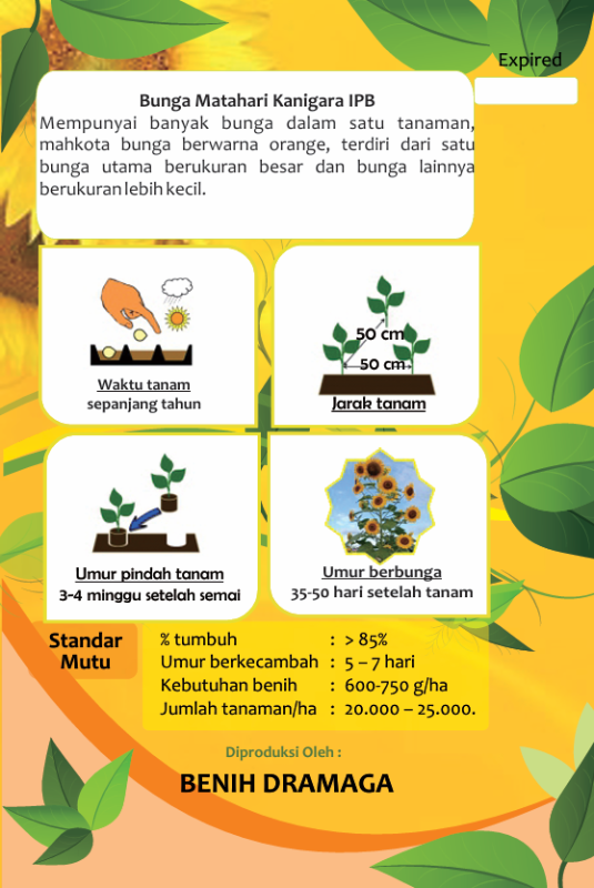 Bunga Matahari Kanigara